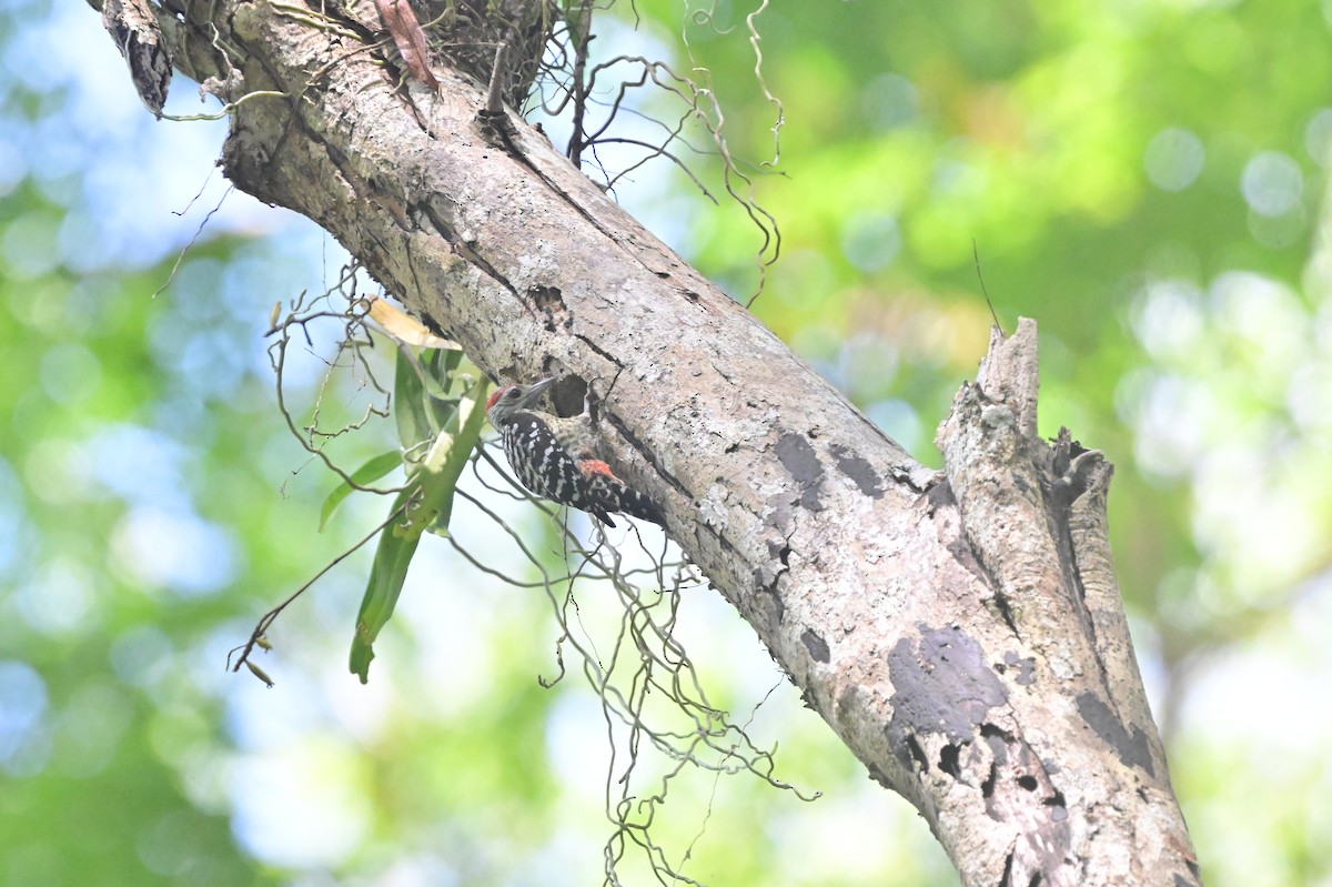 Freckle-breasted Woodpecker - ML638101170