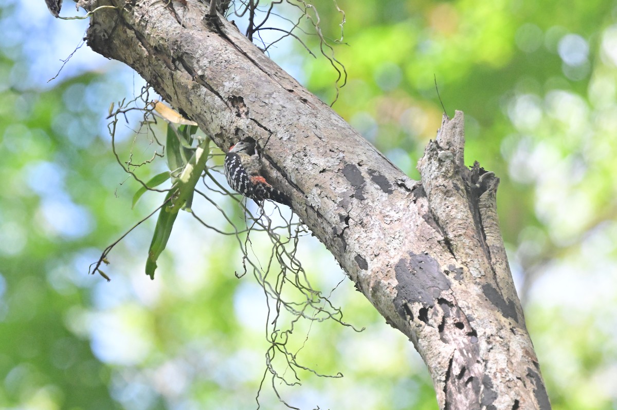 Freckle-breasted Woodpecker - ML638101171