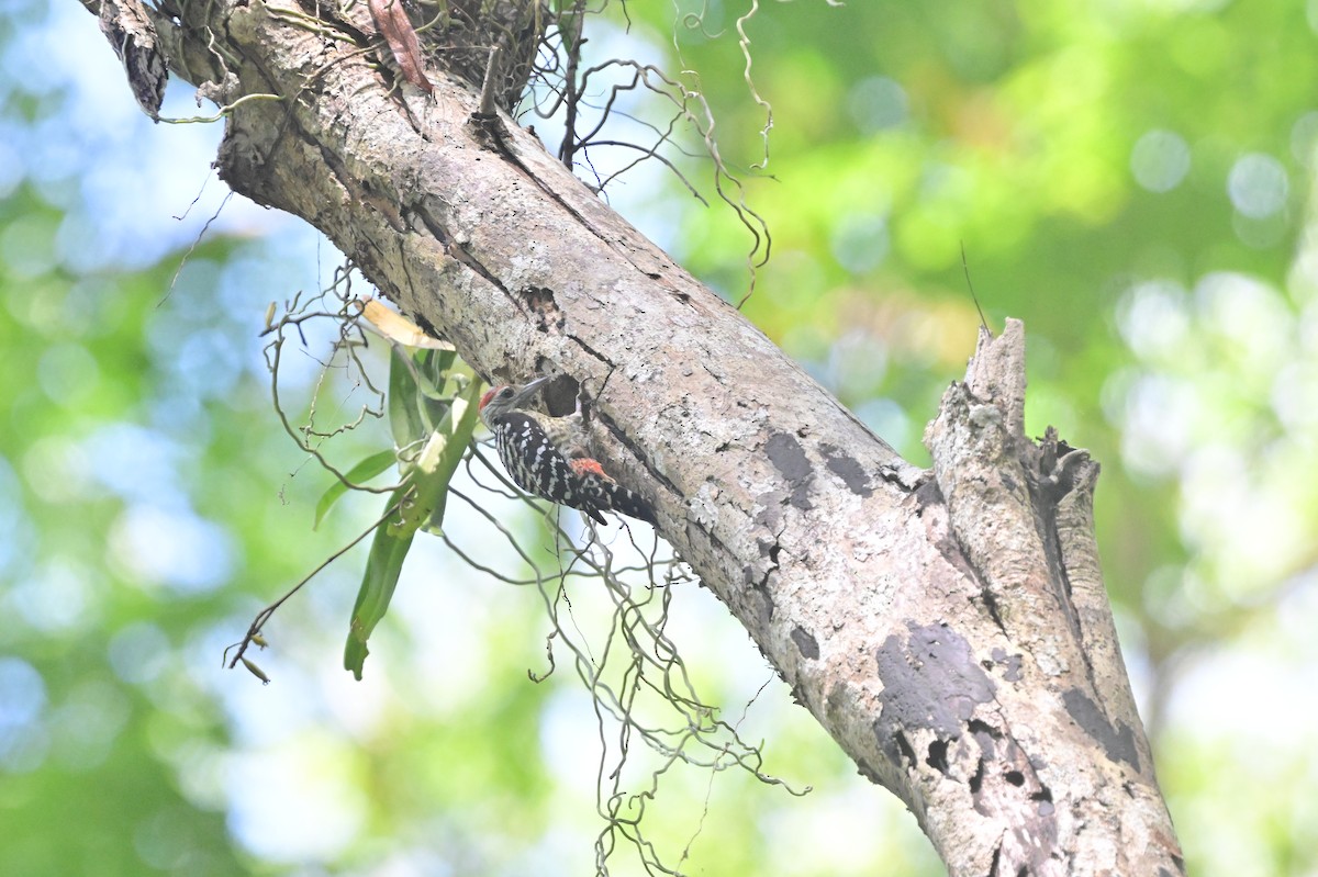 Freckle-breasted Woodpecker - ML638101172
