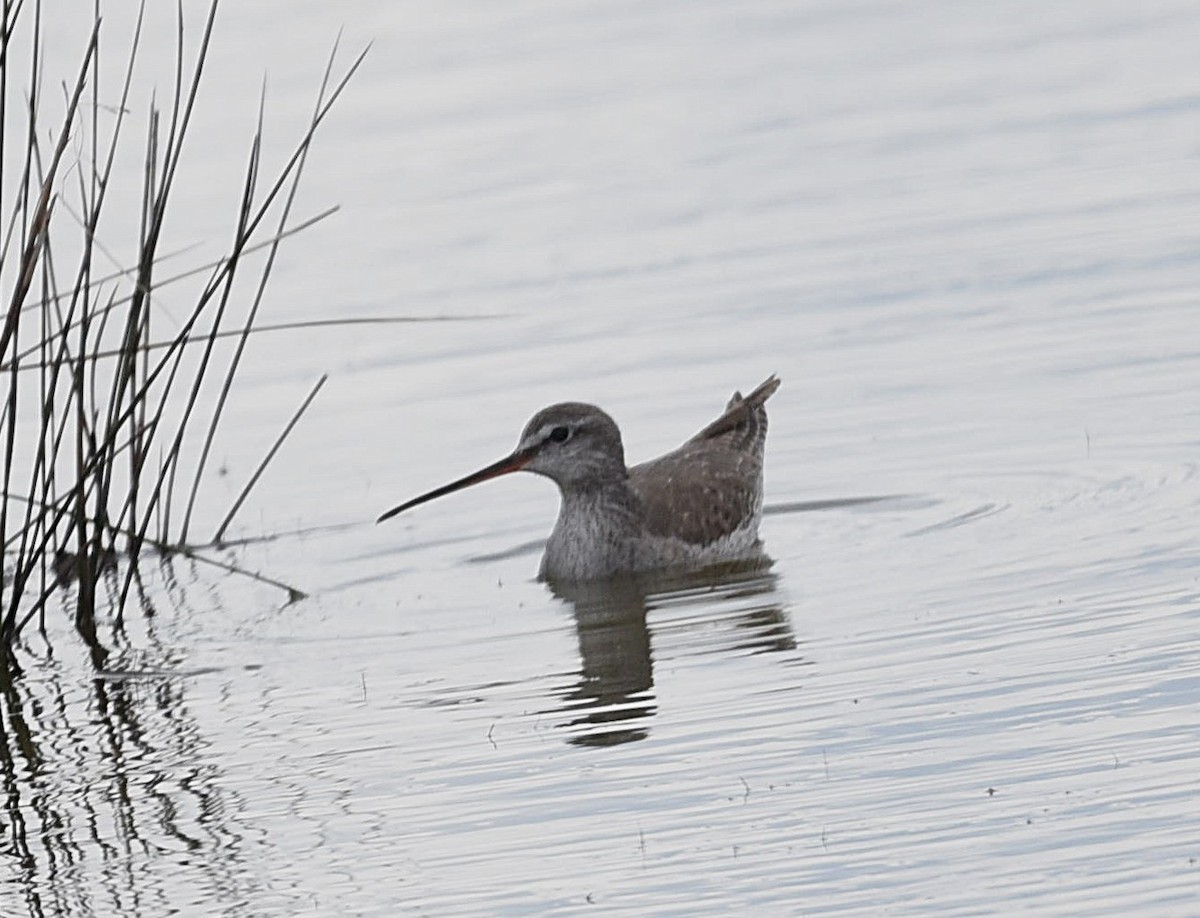 Spotted Redshank - ML638101177