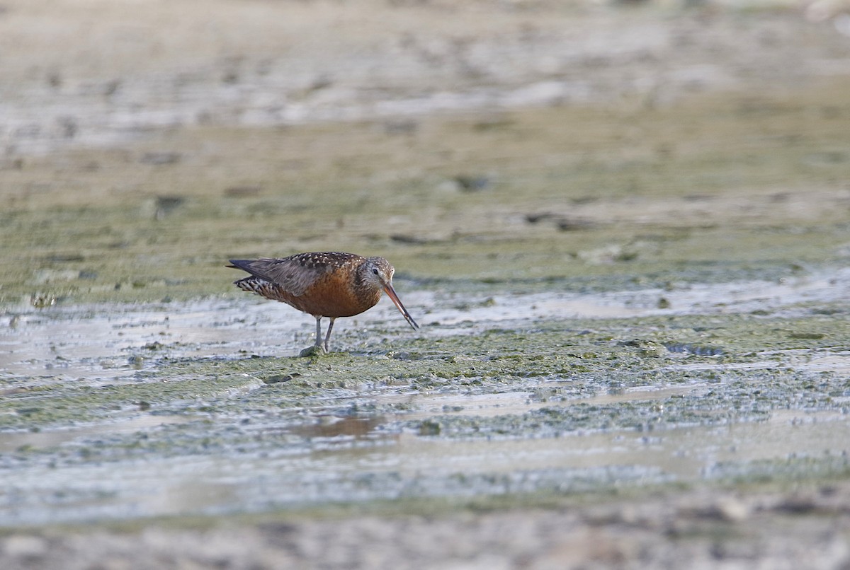 břehouš aljašský - ML638101219