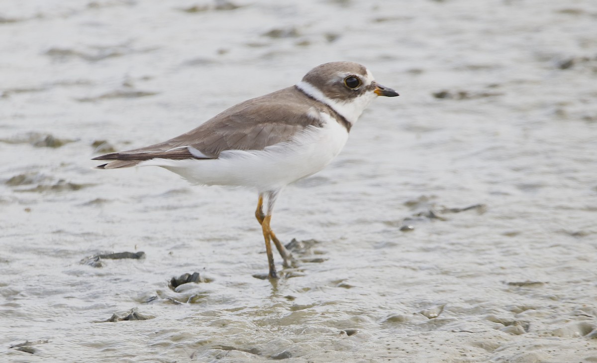 kulík kanadský - ML638101223