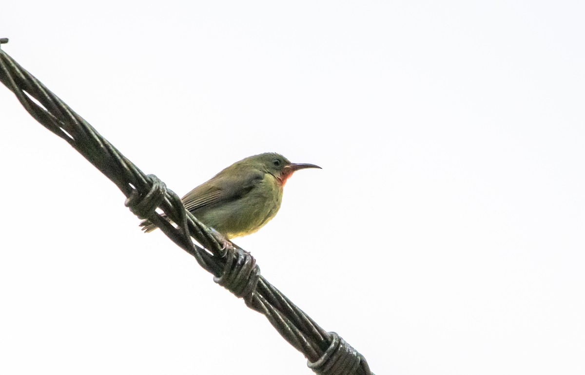 Crimson Sunbird - ML638101240