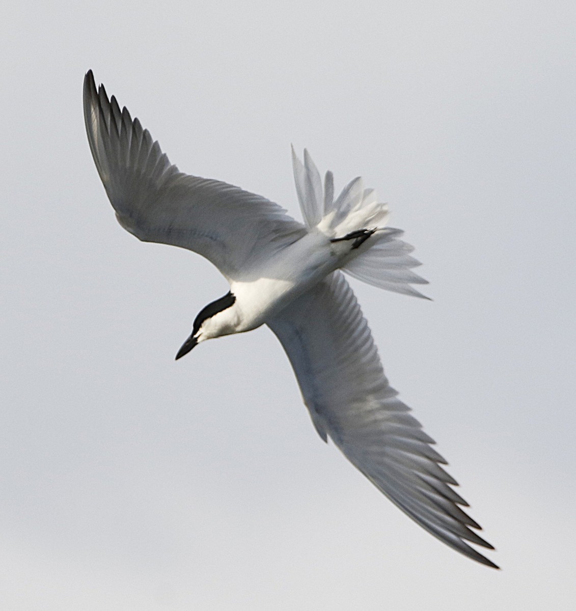 rybák černozobý - ML638101244