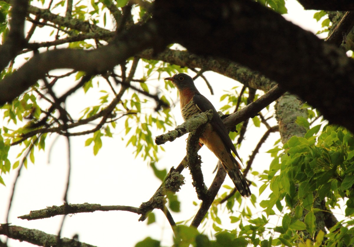 Red-chested Cuckoo - ML638101245