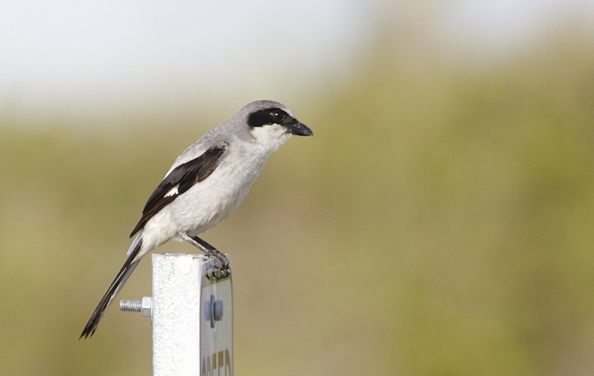 ťuhýk americký - ML638101250