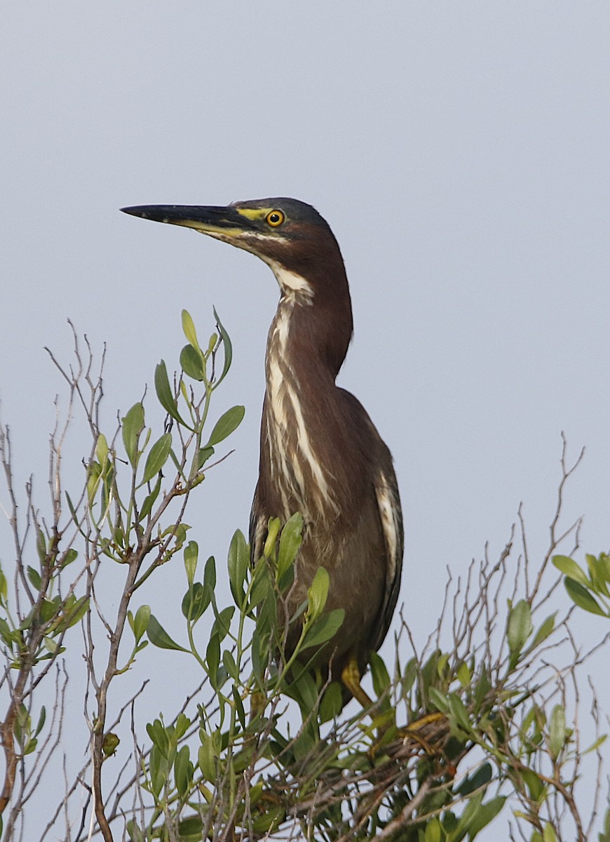 volavka zelenavá - ML638101255