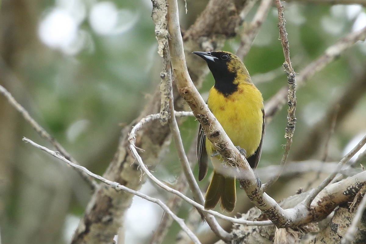 Orchard Oriole - ML638101263