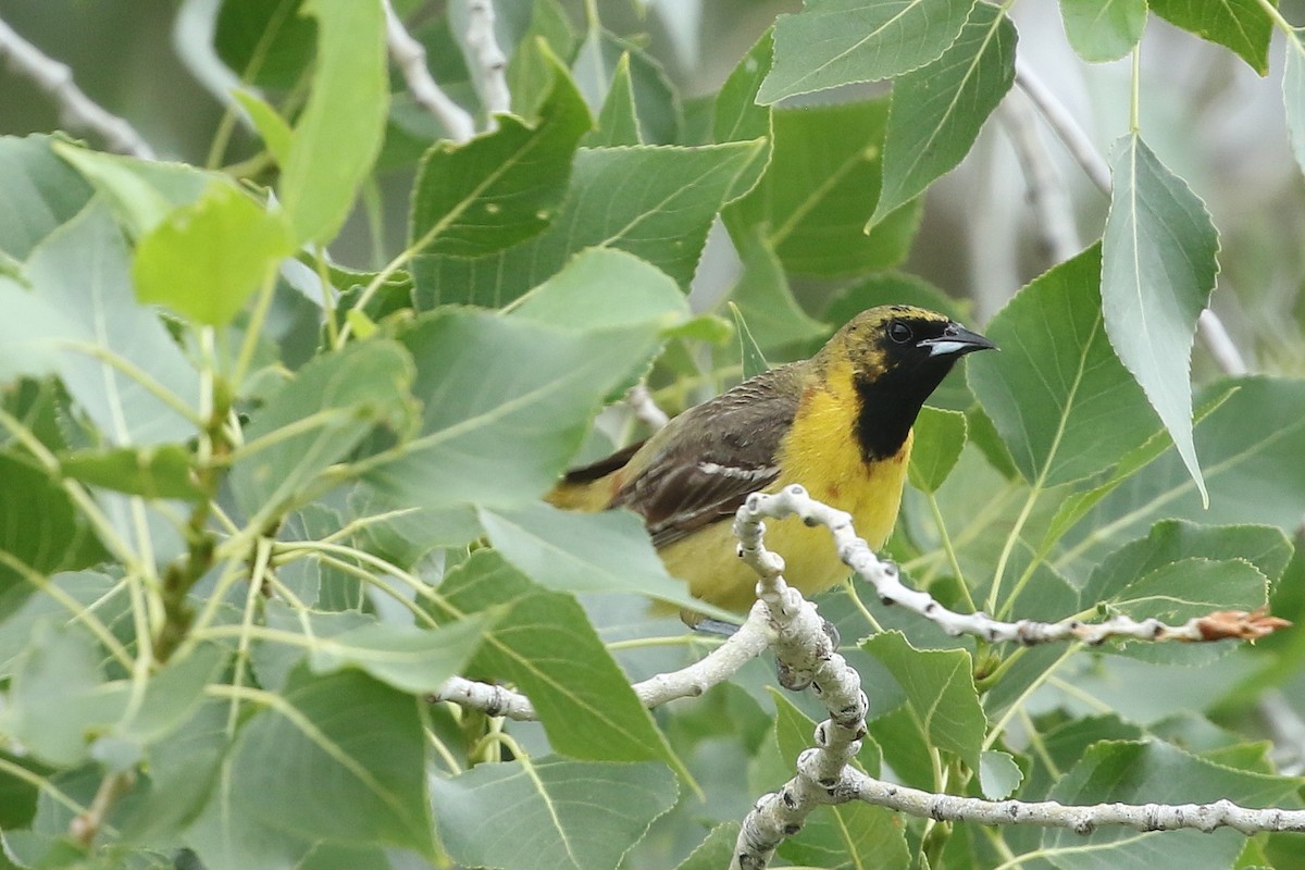 Orchard Oriole - ML638101269