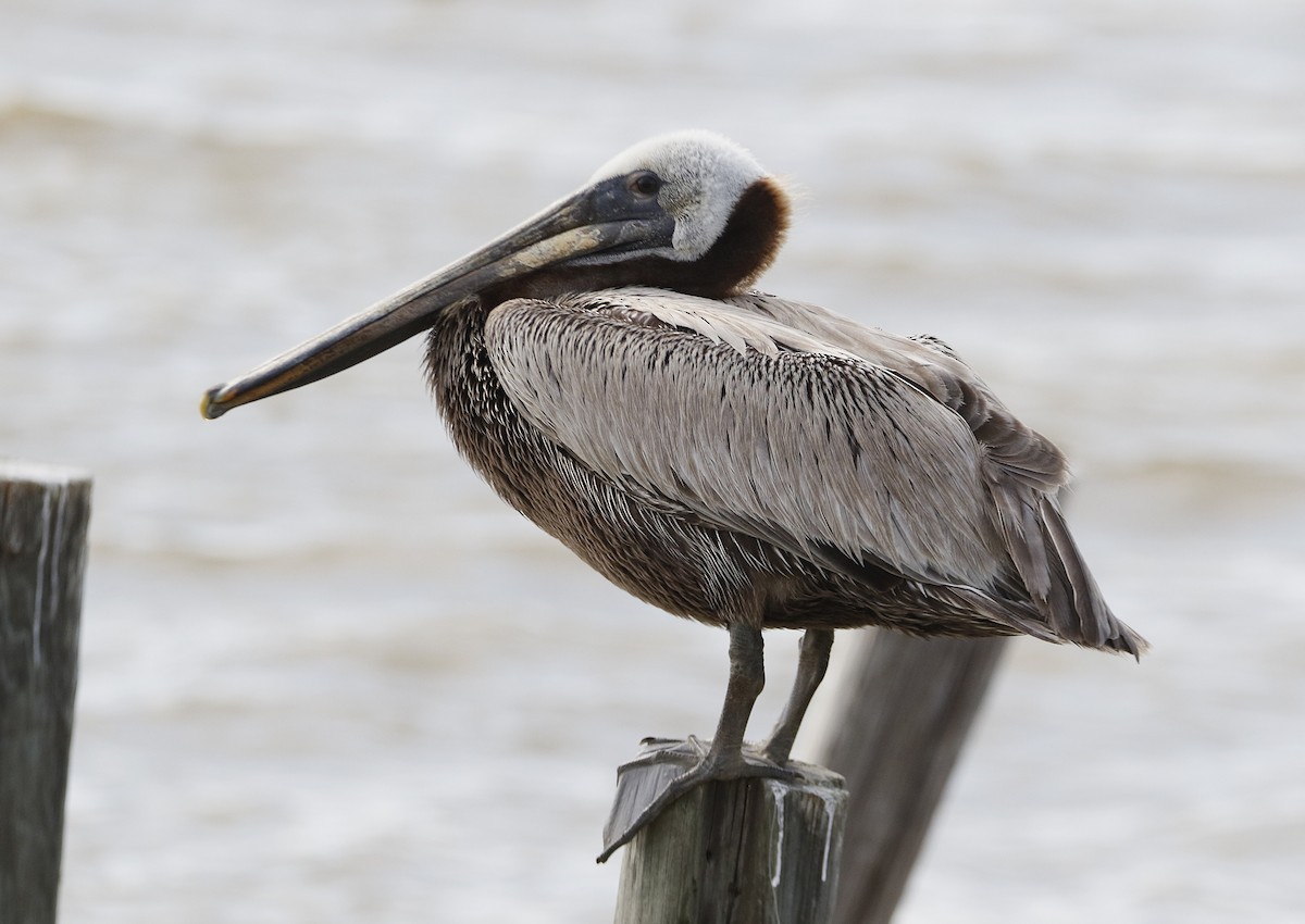 pelikán hnědý - ML638101275