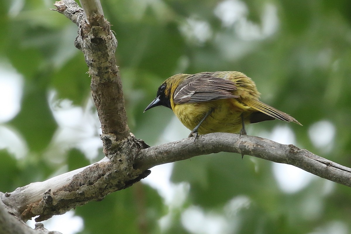Orchard Oriole - ML638101278