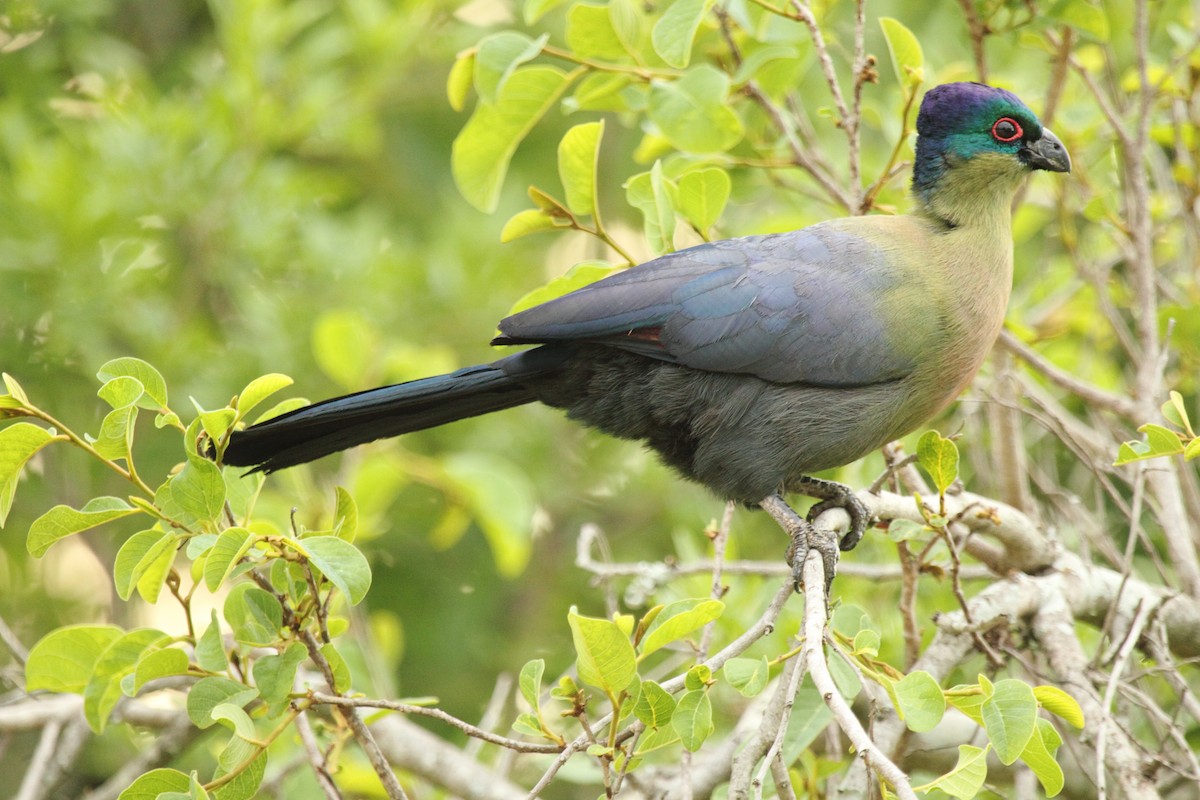 Purple-crested Turaco - ML638101283