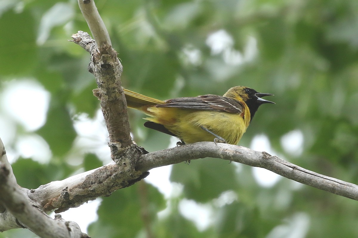 Orchard Oriole - ML638101286