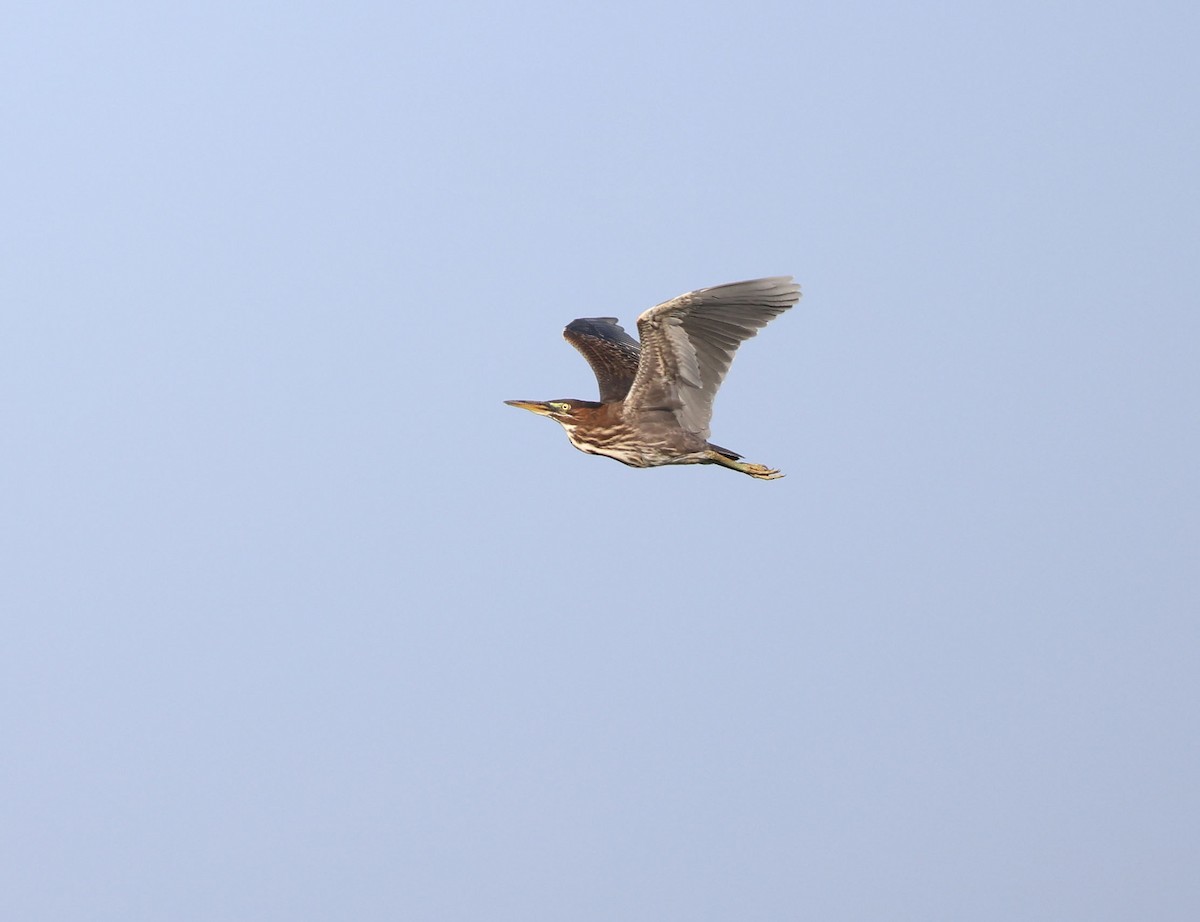 Green Heron - ML638101352