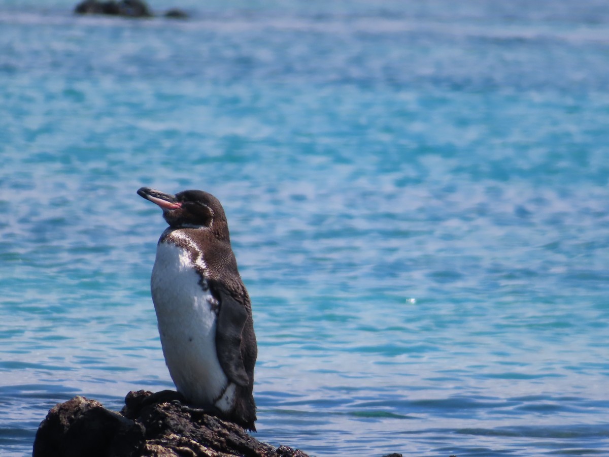 Galapagos Penguin - ML638101364