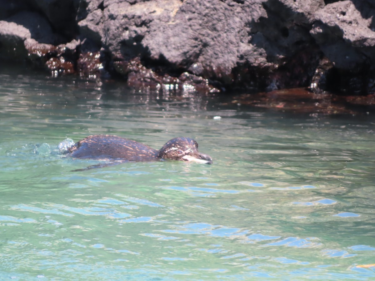 Galapagos Penguin - ML638101365