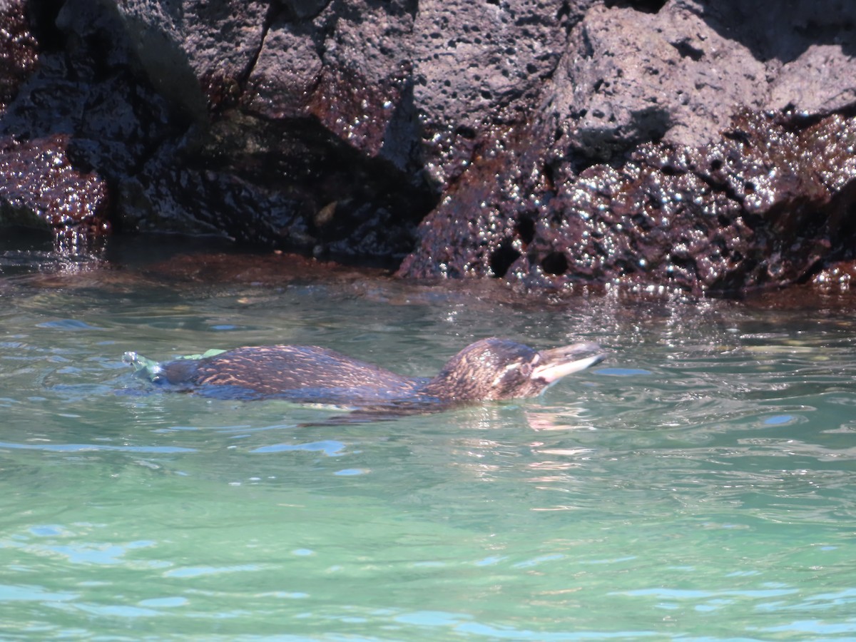 Galapagos Penguin - ML638101366