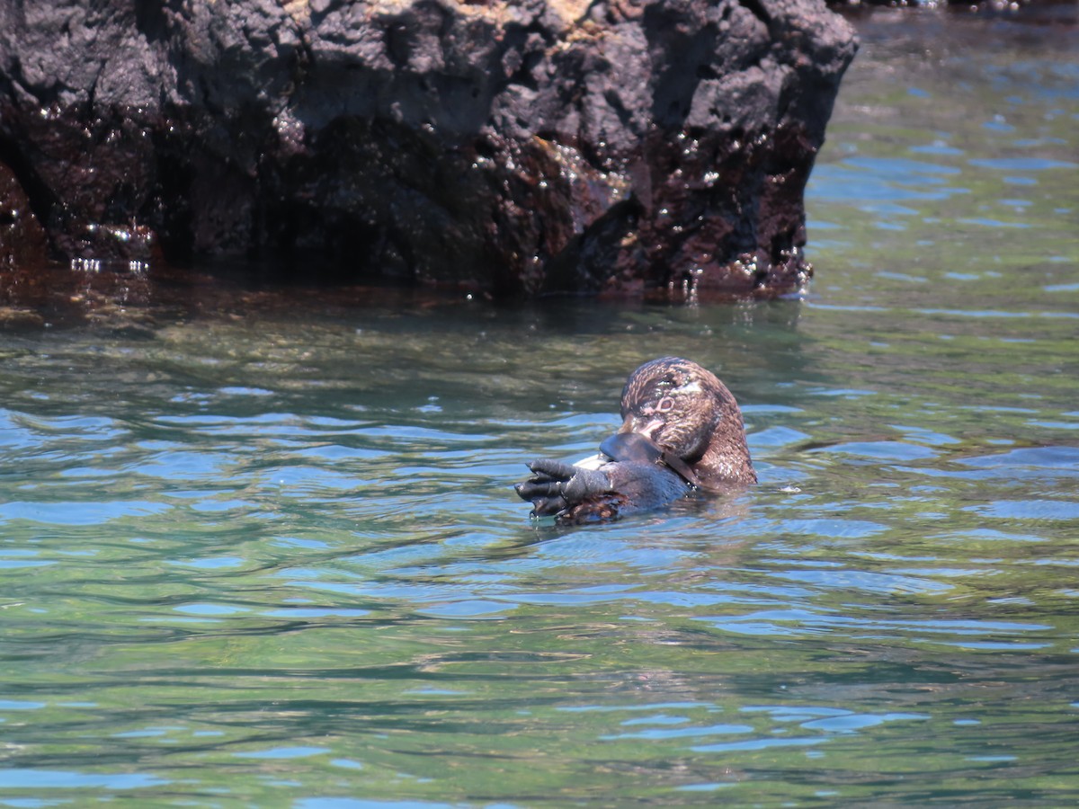 Galapagos Penguin - ML638101367