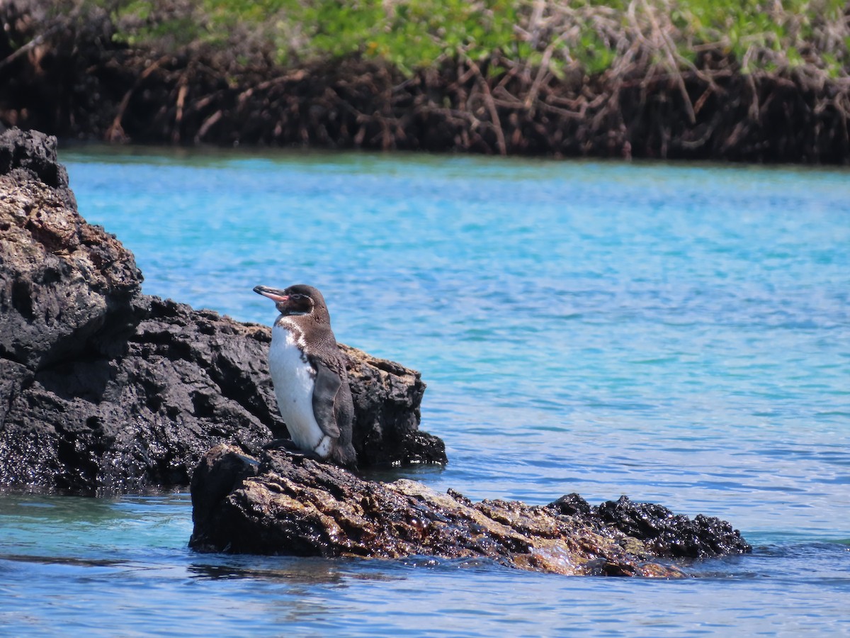 Galapagos Penguin - ML638101369