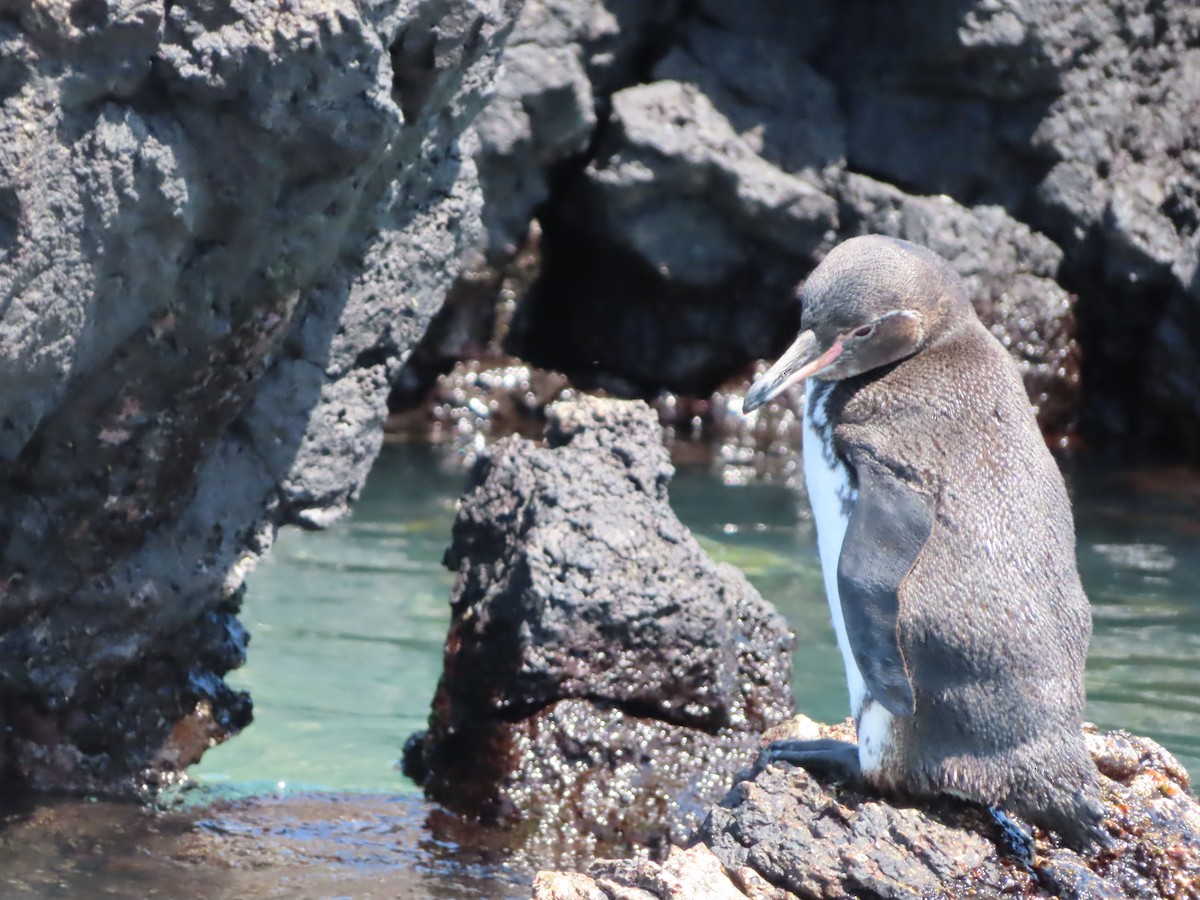 Galapagos Penguin - ML638101370
