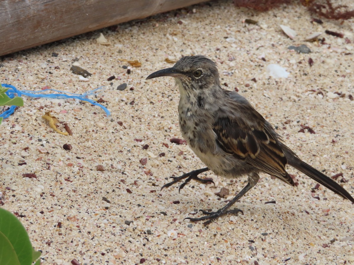 Española Mockingbird - ML638101386