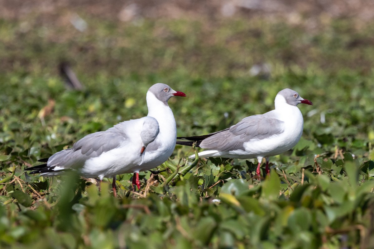 Gray-hooded Gull - ML638101401
