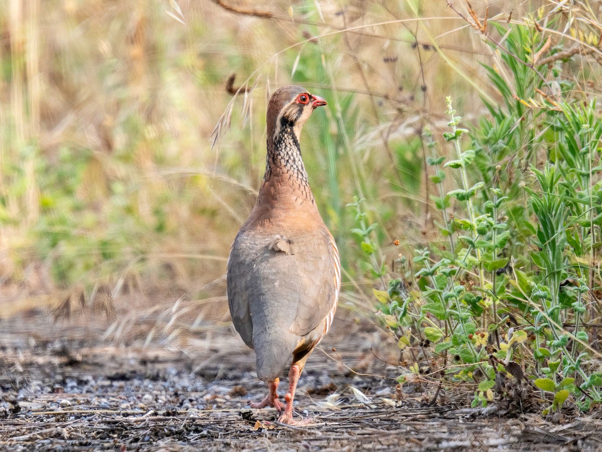Red-legged Partridge - ML638101405