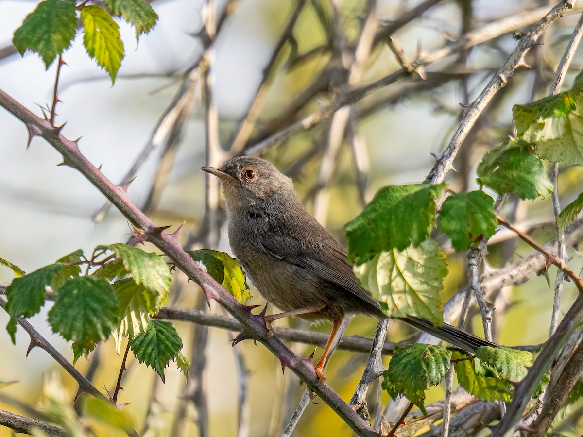Dartford Warbler - ML638101429