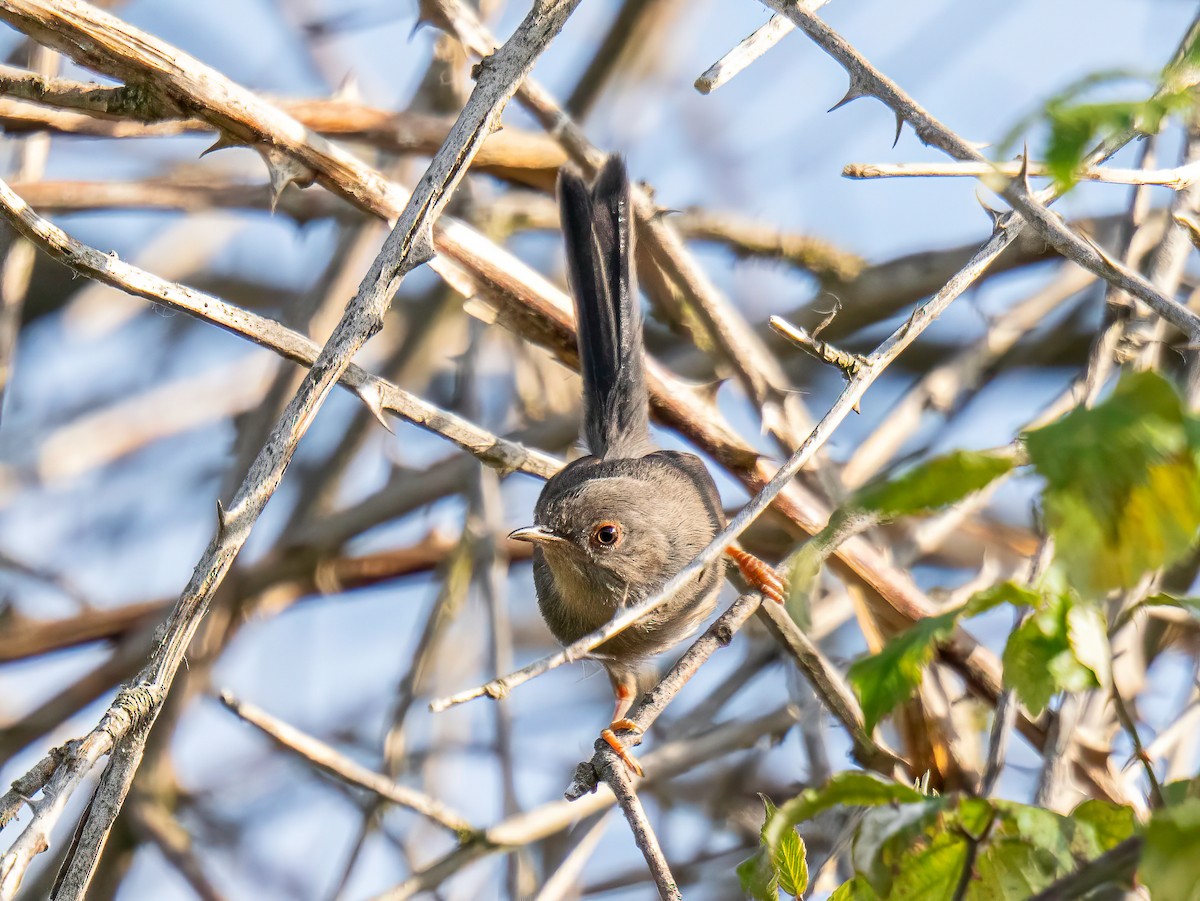 Dartford Warbler - ML638101433