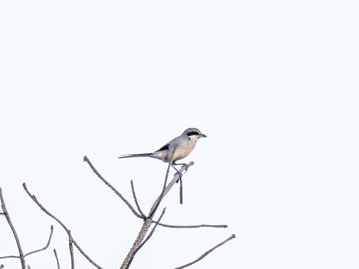 Iberian Gray Shrike - ML638101461