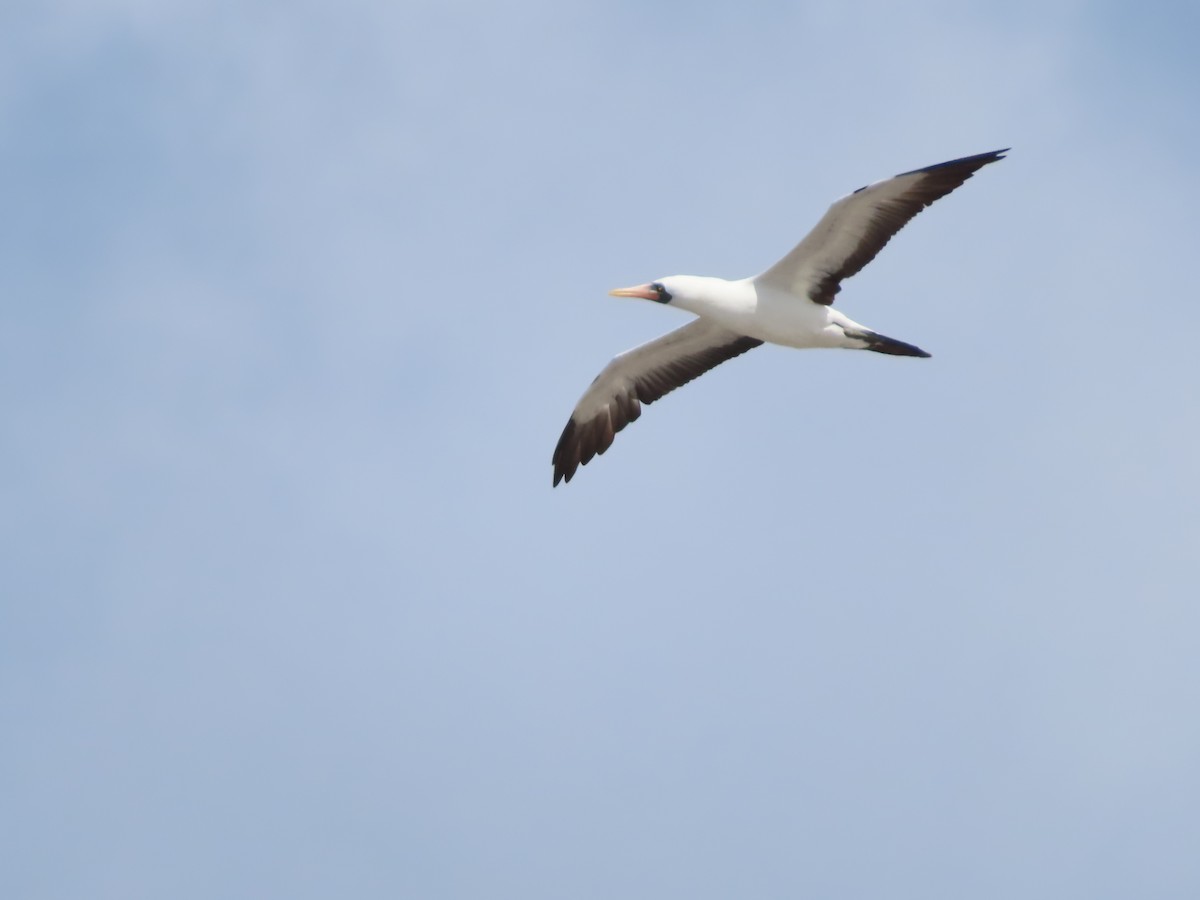 Nazca Booby - ML638101470