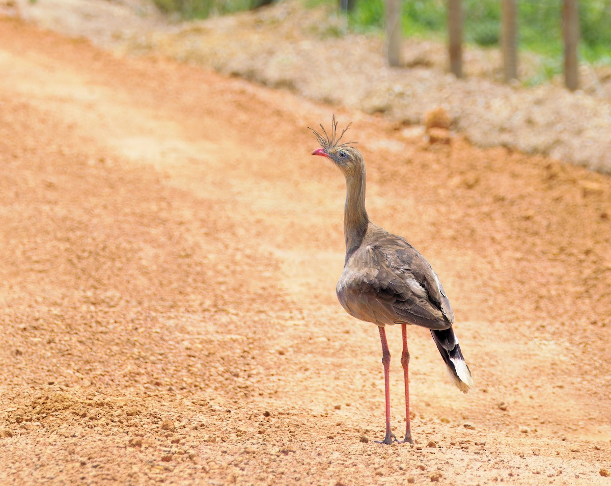 Red-legged Seriema - ML638101539