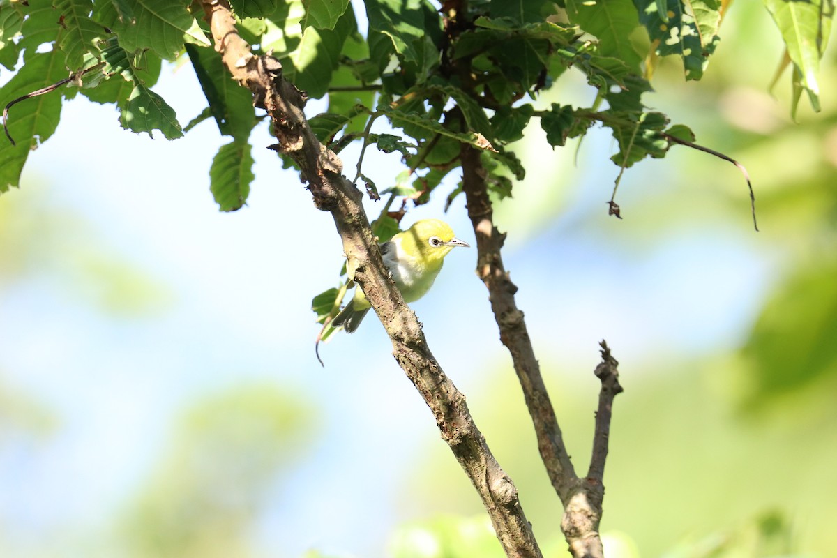 Lowland White-eye - ML638101580