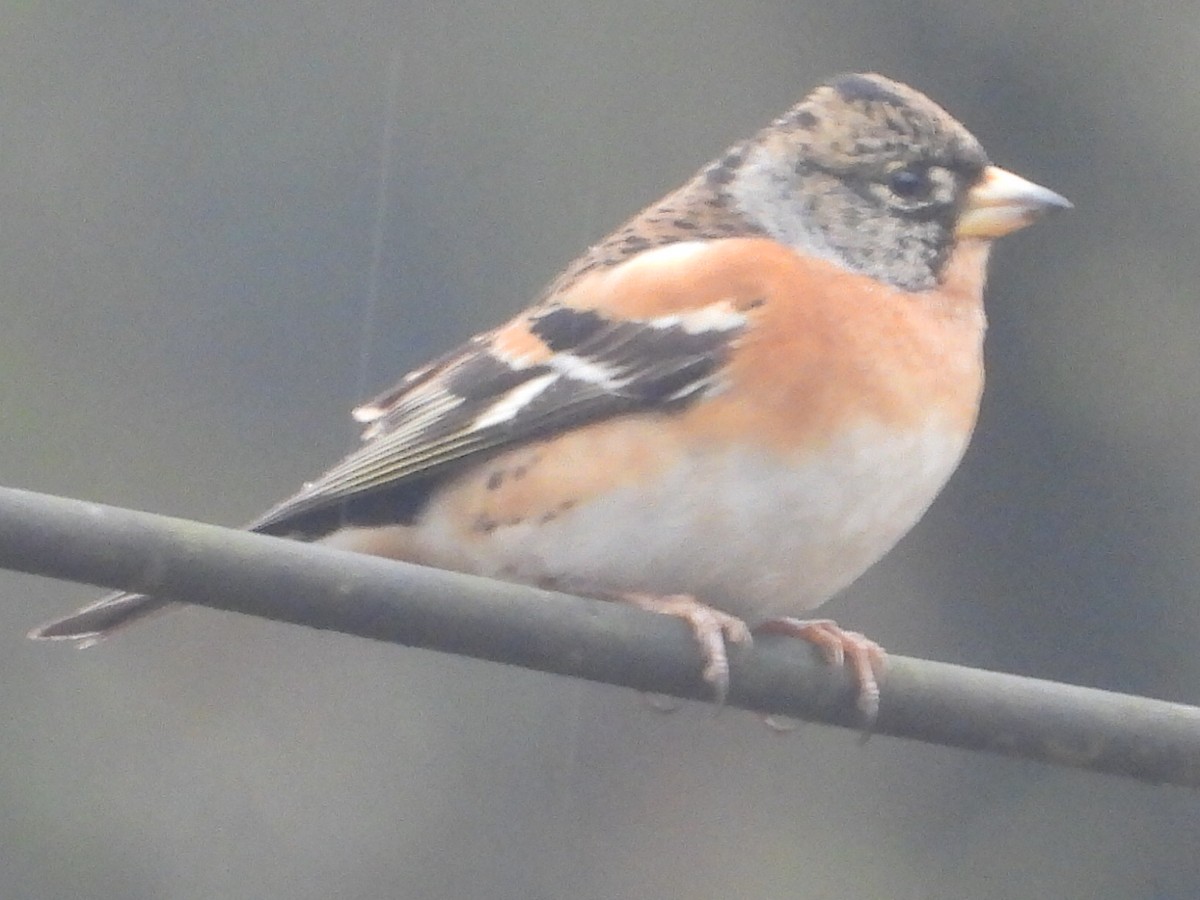 Brambling - ML638101631