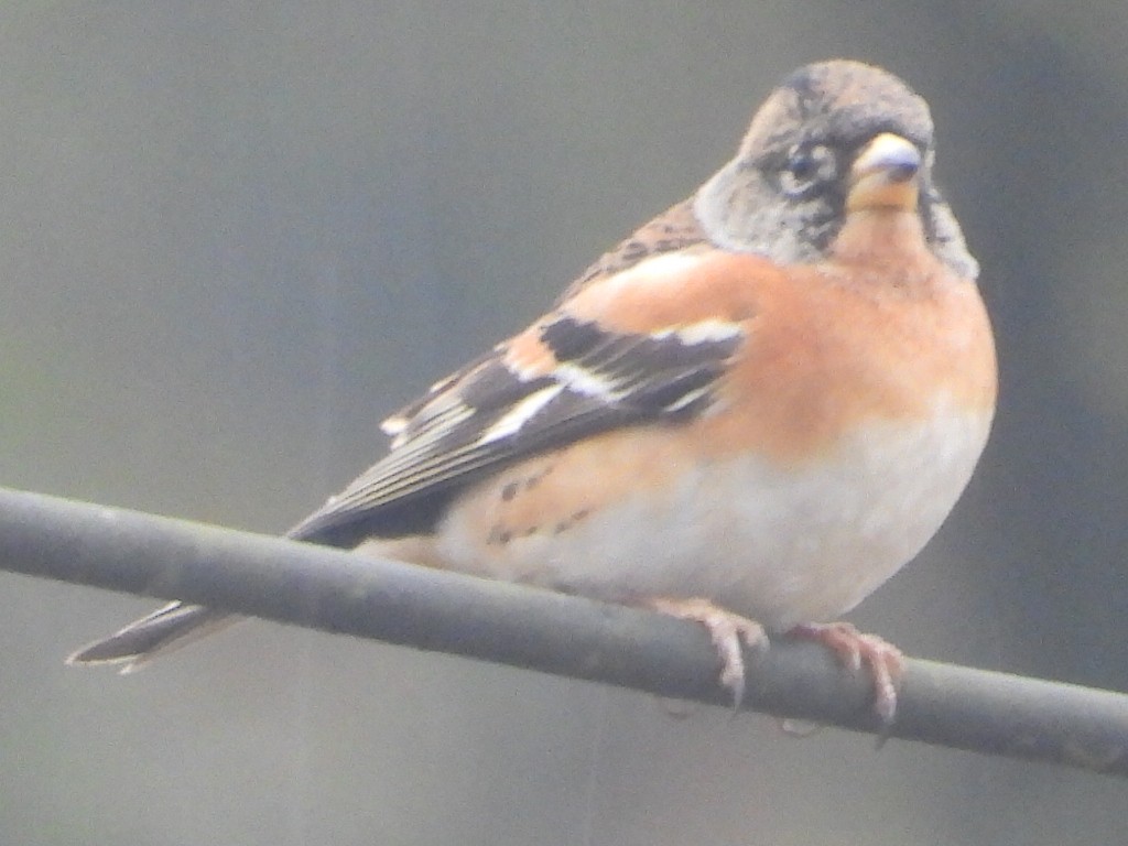 Brambling - ML638101632