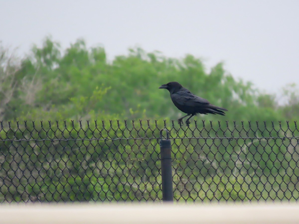 Chihuahuan Raven - ML638101649