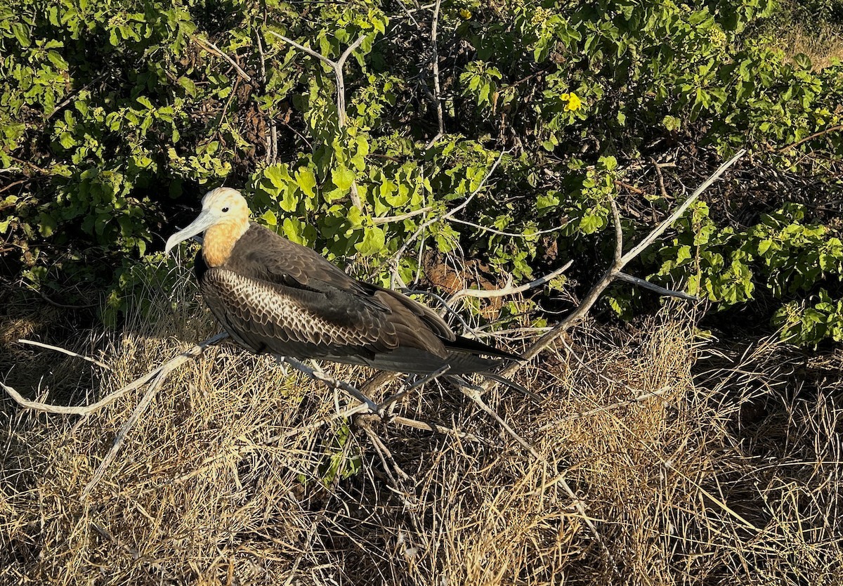 Bindenfregattvogel - ML638101681
