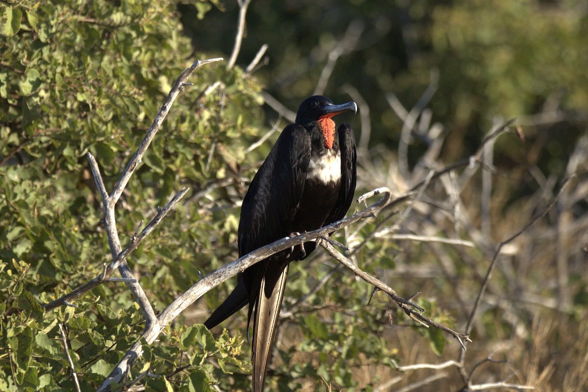 Fragata handia - ML638101686