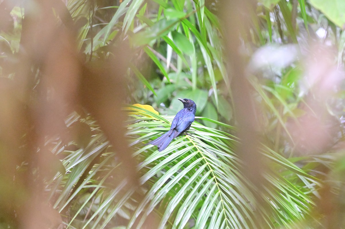 Andaman Drongosu - ML638101690