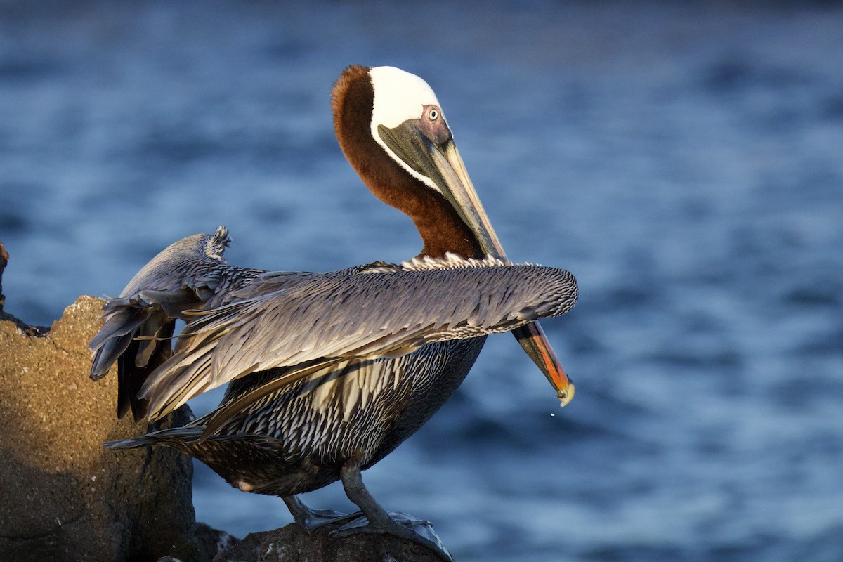 Brown Pelican (Galapagos) - ML638101710