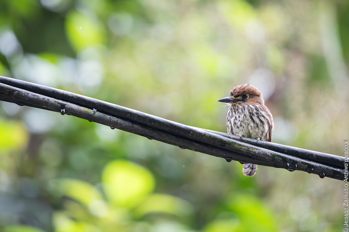 Streifenfaulvogel - ML638101719