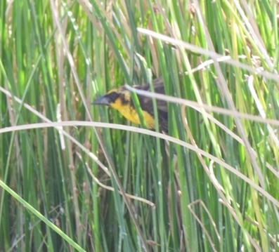 Yellow-headed Blackbird - ML638101742