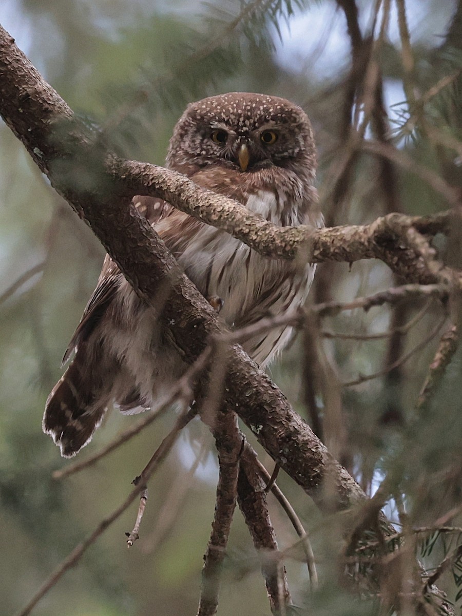 Eurasian Pygmy-Owl - ML638101760