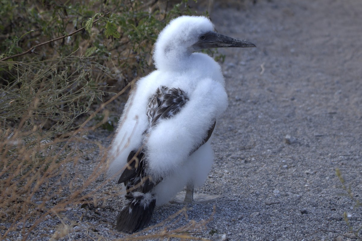 Nazca Booby - ML638101761