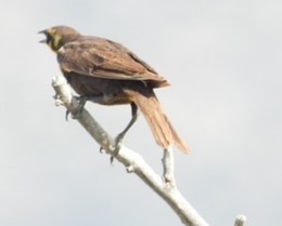 Yellow-headed Blackbird - ML638101769