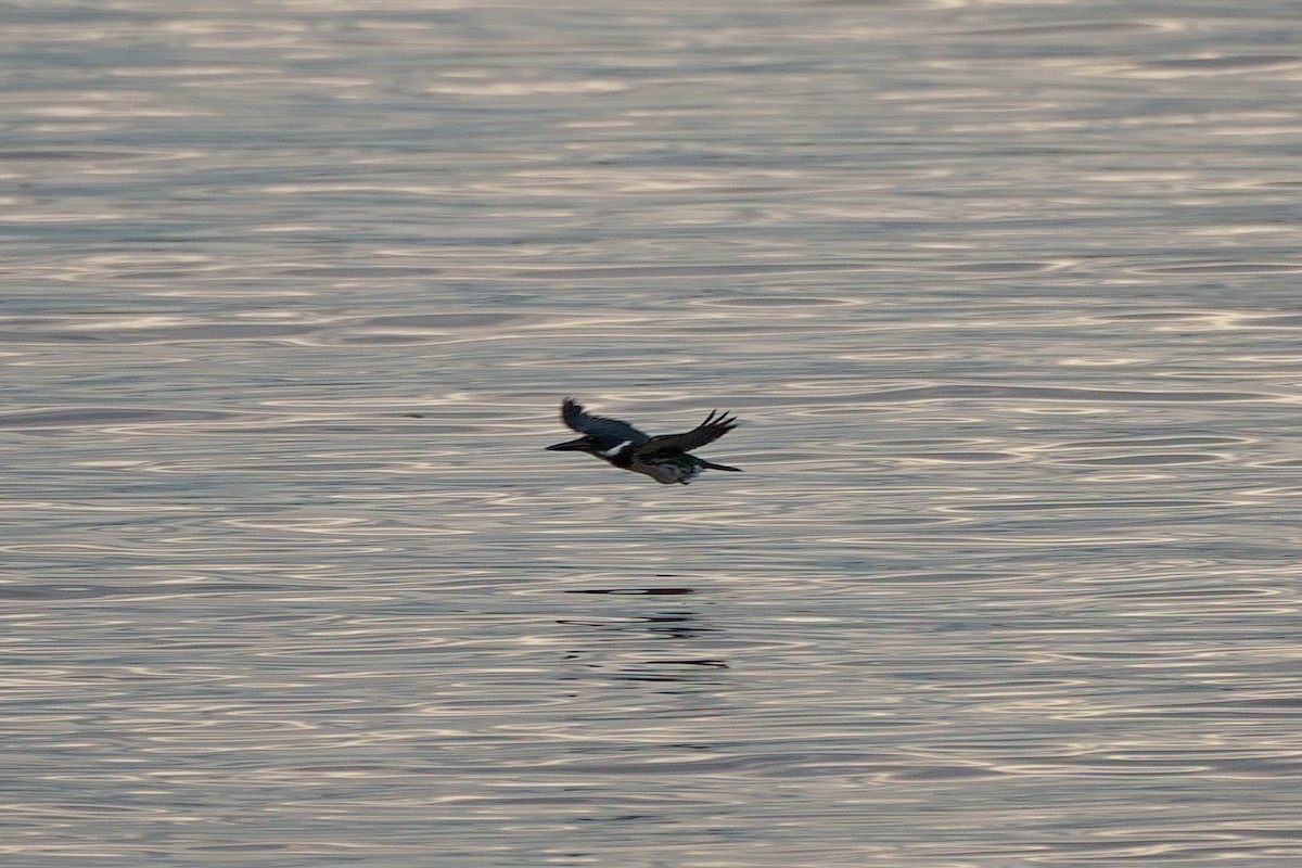 Amazon Kingfisher - ML638101776