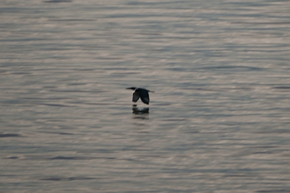 Amazon Kingfisher - ML638101777