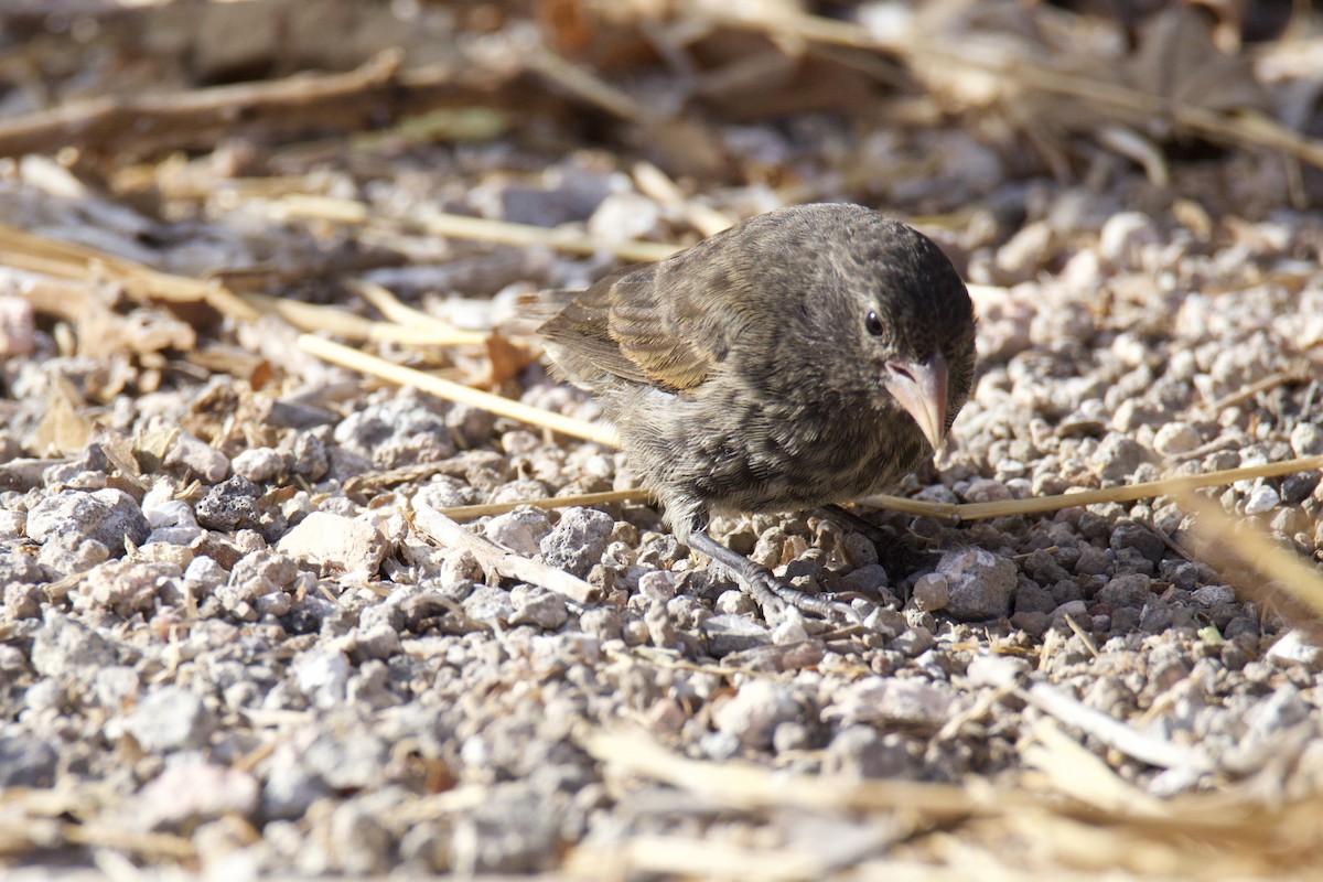 Genovesa Cactus-Finch - ML638101779