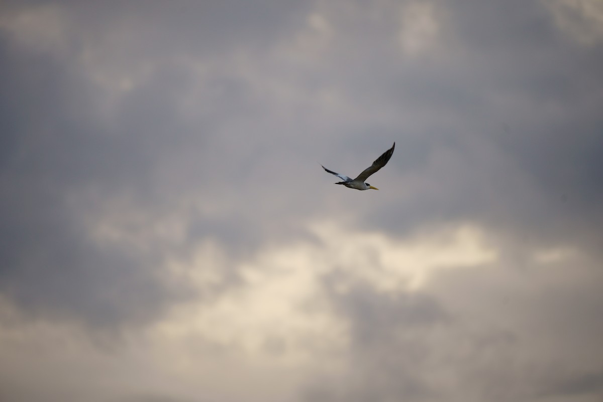 Large-billed Tern - ML638101788