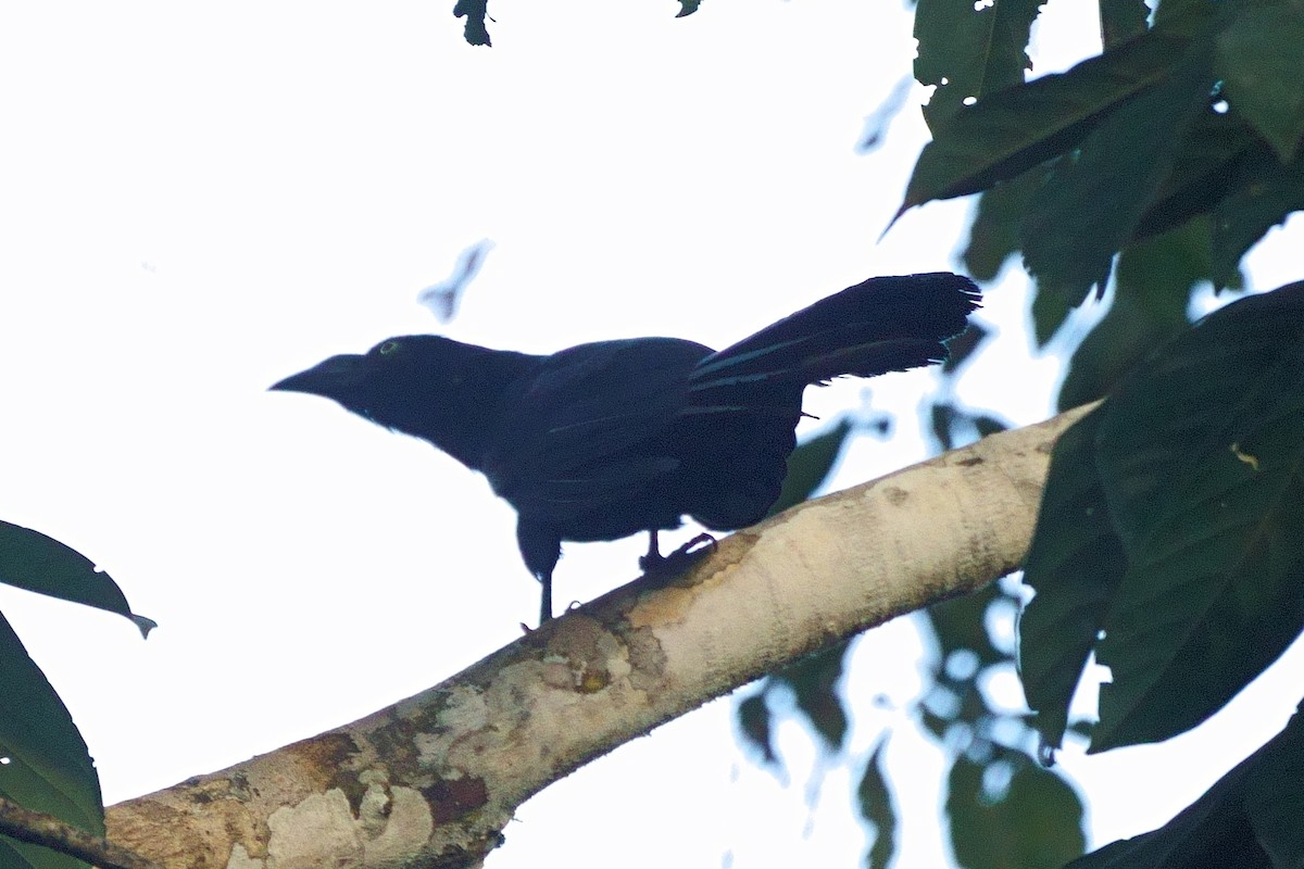 Greater Ani - ML638101794